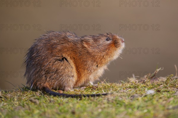 Water vole (Arvicola amphibius) adult rodent animal on a river bank in spring, England, United Kingdom