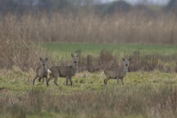 Roe deer (Capreolus capreolus) adult doe and juvenile fawns three animals in a fenland landscape in winter, Cambridgeshire, England, United Kingdom