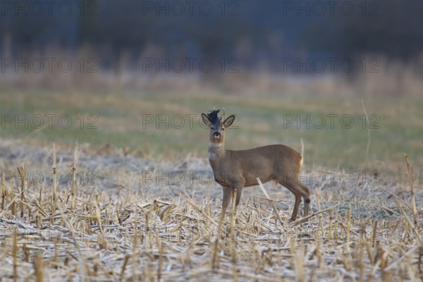 Roe deer (Capreolus capreolus) adult roebuck male animal with a piece of plastic stuck on its antlers in a farmland field in winter, Suffolk, England, United Kingdom