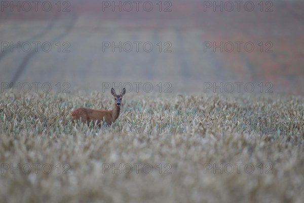 Roe deer (Capreolus capreolus) adult female doe in a farmland cereal crop in summer, Suffolk, England, United Kingdom