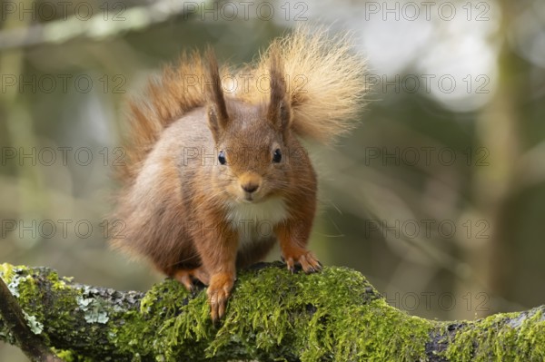 Red squirrel (Sciurus vulgaris) adult animal on a moss covered tree branch, Yorkshire, England, United Kingdom