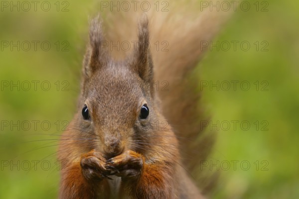 Red squirrel (Sciurus vulgaris) adult animal feeding on a nut, Yorkshire, England, United Kingdom