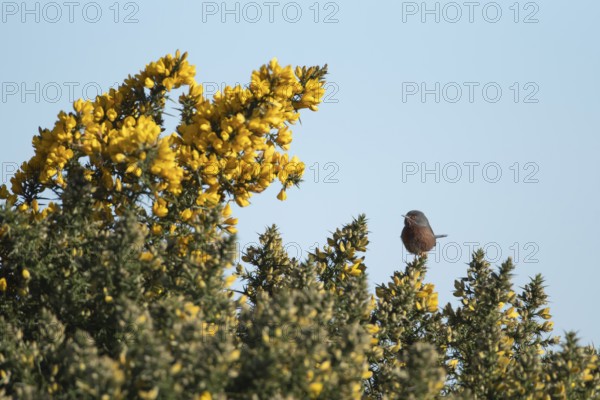 Dartford warbler (Sylvia undata) adult male bird on a flowering Gorse bush in spring, England, United Kingdom