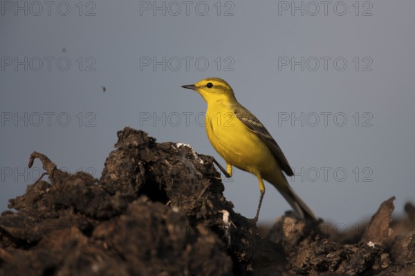 Yellow wagtail (Motacilla flava) adult bird on a farmland muck heap watching a fly in spring, Suffolk, England, United Kingdom