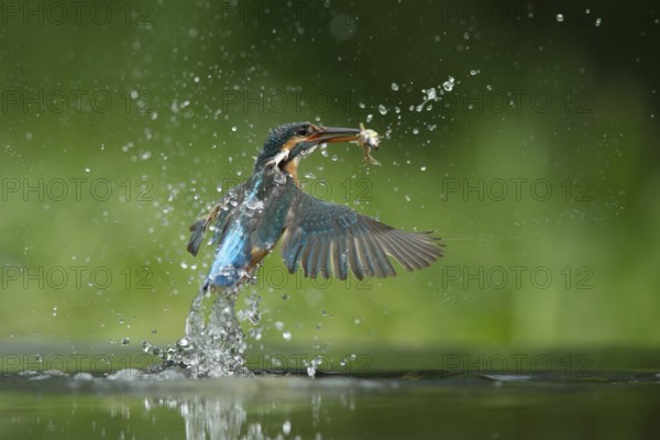 Common kingfisher (Alcedo atthis) adult female bird emerging from the water of a river with a minnow fish in its beak in summer, England, United Kingdom