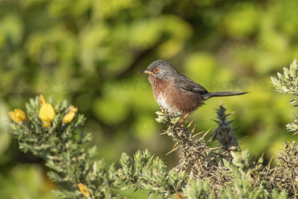 Dartford warbler (Sylvia undata) adult male bird on a Gorse bush branch, England, United Kingdom