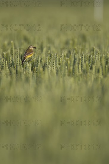 Yellow wagtail (Motacilla flava) adult bird in a farmland wheat crop with insects in its beak for food in summer, Suffolk, England, United Kingdom