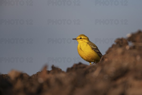 Yellow wagtail (Motacilla flava) adult bird on a farmland muck heap in spring, Suffolk, England, United Kingdom