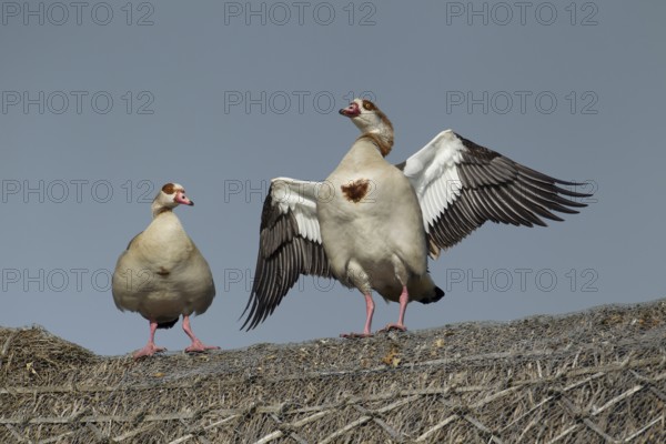 Egyptian goose (Alopochen aegyptiaca) two adult geese birds on a thatched roof in summer, England, United Kingdom