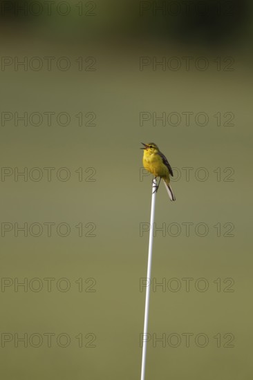 Yellow wagtail (Motacilla flava) adult bird singing on a plastic cane in a farmland field in spring, Suffolk, England, United Kingdom