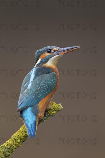 Common kingfisher (Alcedo atthis) adult female bird on a tree branch, England, United Kingdom