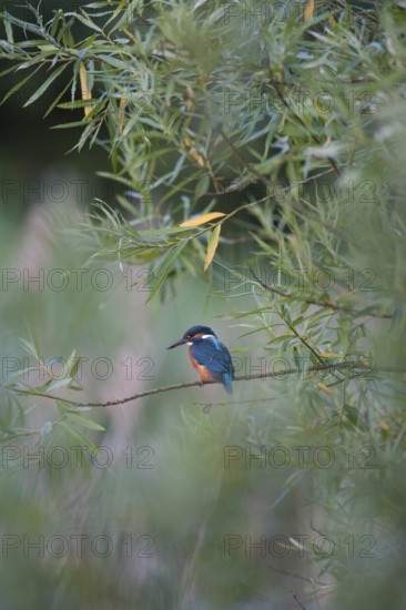 Common kingfisher (Alcedo atthis) adult female bird on a willow tree branch in summer, England, United Kingdom