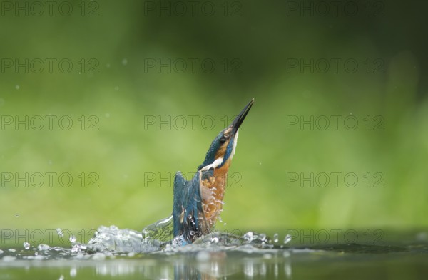 Common kingfisher (Alcedo atthis) adult bird emerging from the water of a river in summer, England, United Kingdom
