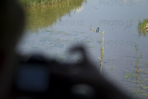 Common kingfisher (Alcedo atthis) adult bird on a tree branch being photographed from a compact camera from a hide, England, United Kingdom