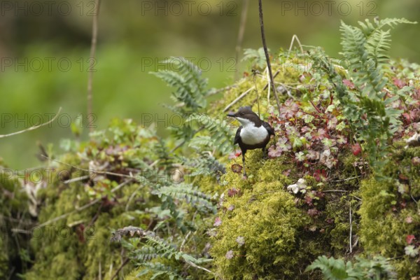 European or white throated dipper (Cinclus Cinclus) adult bird on a moss covered river bank, England, United Kingdom