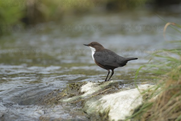 European or white throated dipper (Cinclus Cinclus) adult bird on a stone in running water of a river, England, United Kingdom