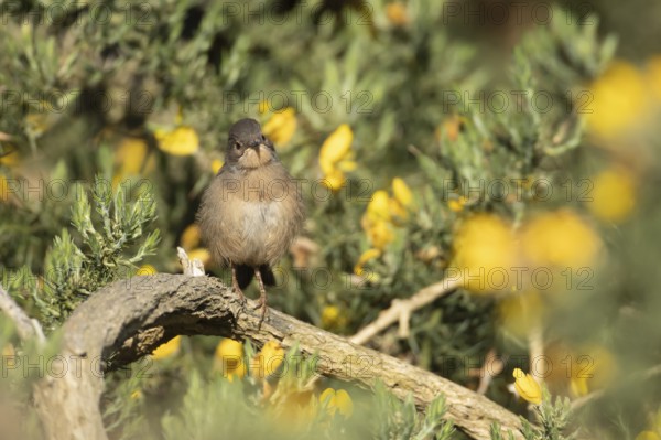 Dartford warbler (Sylvia undata) juvenile bird on a Gorse bush in spring, England, United Kingdom