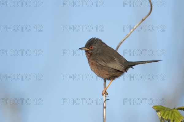 Dartford warbler (Sylvia undata) adult male bird on a branch, England, United Kingdom