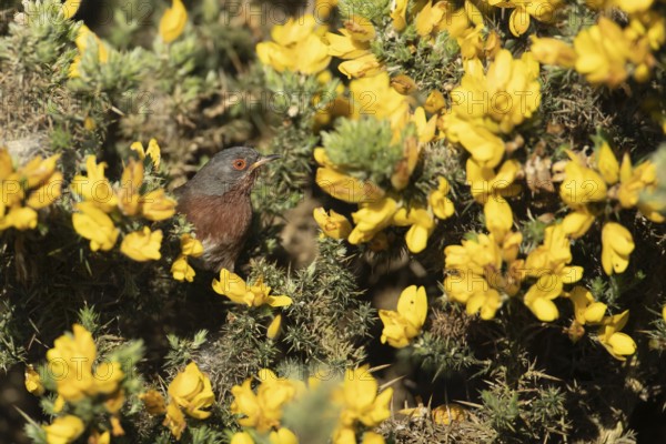 Dartford warbler (Sylvia undata) adult male bird in a flowering Gorse bush branch in spring, England, United Kingdom