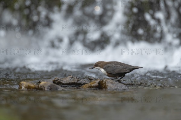 European or white throated dipper (Cinclus Cinclus) adult bird feeding in running water of a river by a waterfall, England, United Kingdom