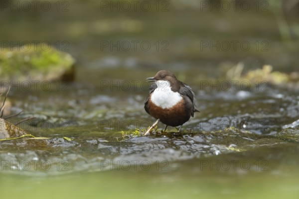 European or white throated dipper (Cinclus Cinclus) adult bird calling on a stone in running water of a river, England, United Kingdom