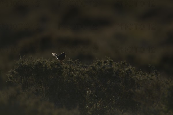 Dartford warbler (Sylvia undata) adult male bird perched on heather on heathland backlit by the evening setting sun, England United Kingdom