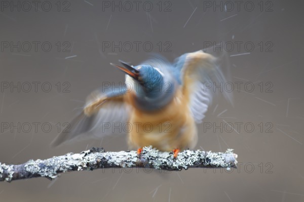 Common kingfisher (Alcedo atthis) adult female bird shaking itself on a tree branch, England, United Kingdom
