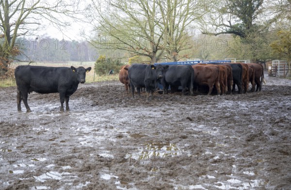 Mixed group hardy Red Poll weanlings calves overwintering outdoors in muddy area by silage feed, Sutton, Suffolk, England, UL