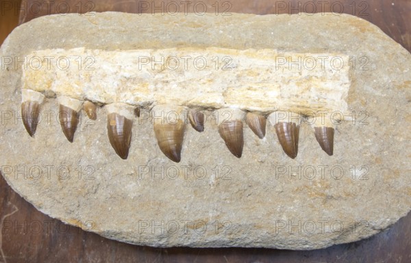 Fossilized jaw fragment teeth from a Mosasaur, large prehistoric marine reptile from the Late Cretaceous period