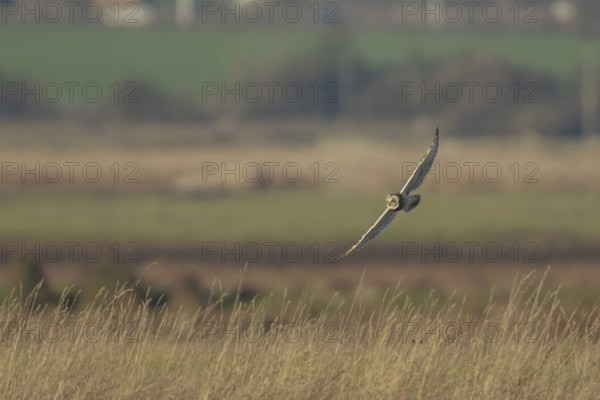 Short eared owl (Asio flammeus) adult bird hunting in flight over grassland, England, United Kingdom