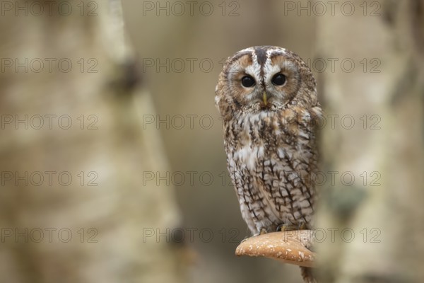 Tawny owl (Strix aluco) adult bird on a Bracket fungi on a Silver birch tree in a woodland in autumn, England, United Kingdom