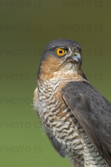 Eurasian sparrowhawk (Accipiter nisus) adult male bird of prey head portrait, England, United Kingdom