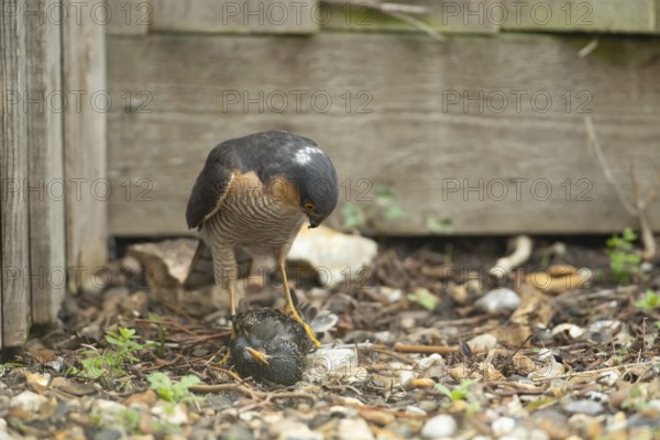 Eurasian sparrowhawk (Accipiter nisus) adult male bird of prey with a kill of a starling on a garden drive, England, United Kingdom