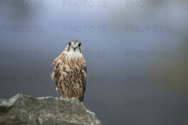 Merlin (Falco columbarius) adult male falcon bird of prey on a rock, Scotland, United Kingdom