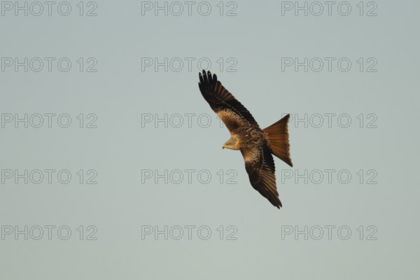 Red kite (Milvus milvus) adult raptor bird of prey in flight, Suffolk, England, United Kingdom