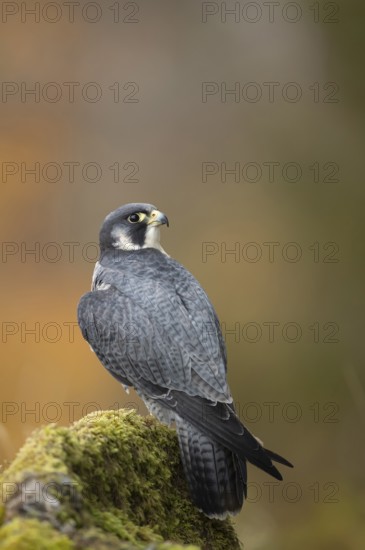 Peregrine falcon (Falco peregrinus) adult bird of prey on a tree stump, Scotland, United Kingdom