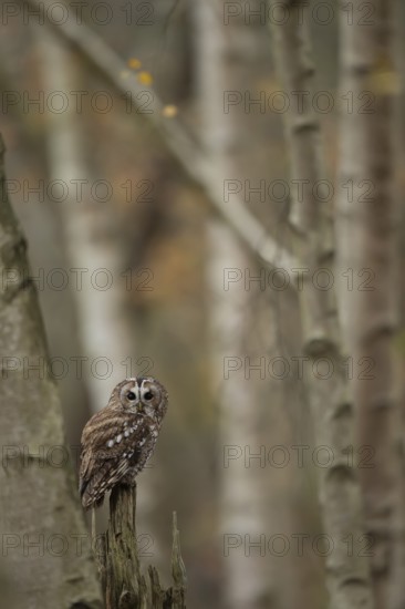 Tawny owl (Strix aluco) adult bird on a tree stump in a woodland in autumn, England, United Kingdom