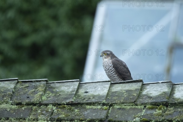 Eurasian sparrowhawk (Accipiter nisus) adult female bird of prey on a garden shed roof, England, United Kingdom