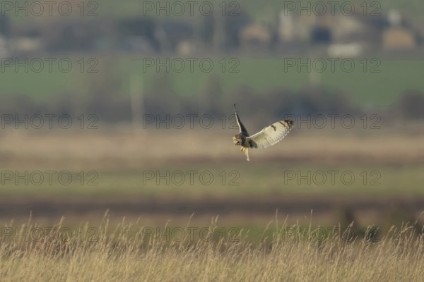 Short eared owl (Asio flammeus) adult bird hunting in flight hovering over grassland, England, United Kingdom