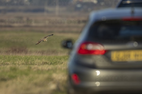 Short eared owl (Asio flammeus) adult bird hunting in flight over grassland next to a road with cars parked, England, United Kingdom