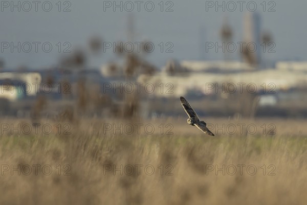Short eared owl (Asio flammeus) adult bird hunting in flight over grassland with an industrial landscape in the background, England, United Kingdom