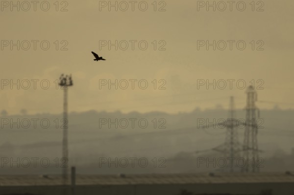 Short eared owl (Asio flammeus) adult bird in flight carrying a vole with an industrial landscape in the background at sunset, England, United Kingdom
