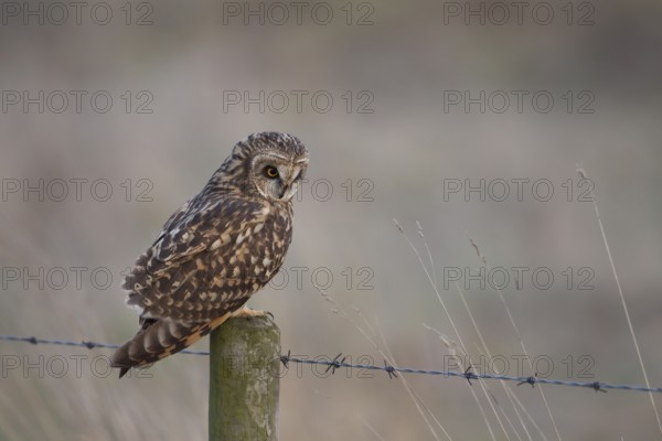 Short eared owl (Asio flammeus) adult bird hunting from a fence post in grassland, England, United Kingdom