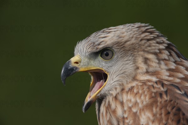 Red kite (Milvus milvus) adult raptor bird of prey calling head portrait, England, United Kingdom