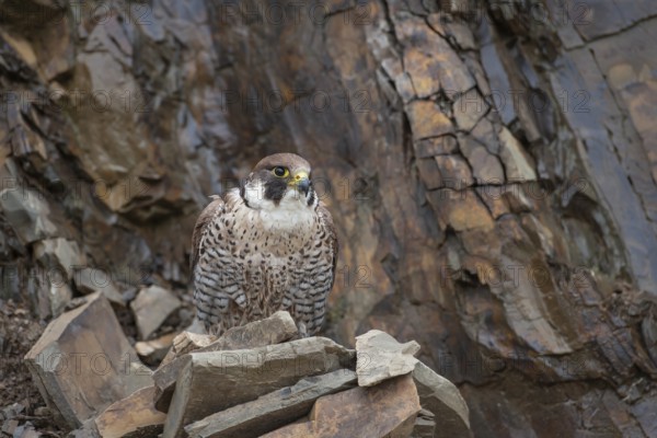 Peregrine falcon (Falco peregrinus) adult bird of prey on a cliff, England, United Kingdom