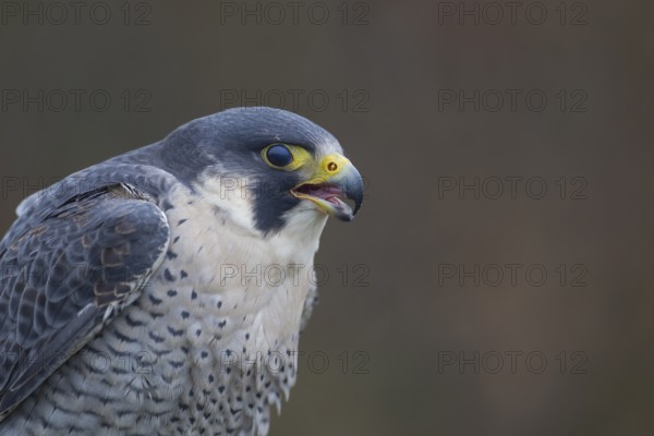Peregrine falcon (Falco peregrinus) adult bird of prey calling head portrait, England, United Kingdom