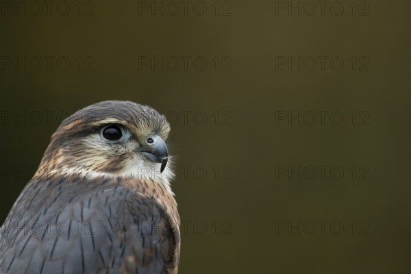 Merlin (Falco columbarius) adult male falcon bird of prey head portrait, Scotland, United Kingdom