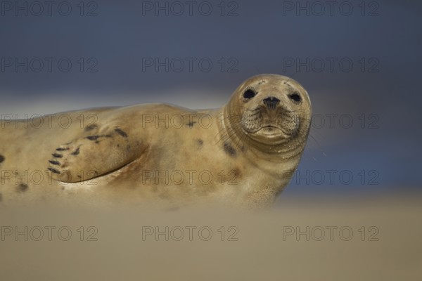 Grey seal (Halichoerus grypus) adult marine mammal resting on a beach, Norfolk, England, United Kingdom