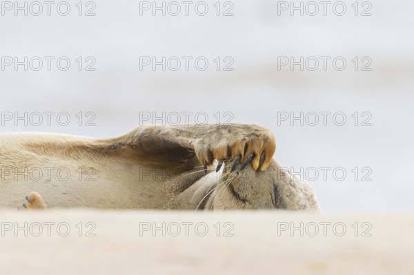 Common or Harbour or Harbor seal (Phoca vitulina) juvenile baby pup marine mammal sleeping on a beach in summer, Norfolk, England, United Kingdom
