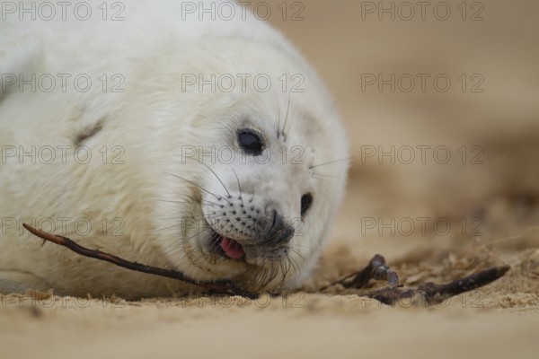 Grey seal (Halichoerus grypus) juvenile baby pup marine mammal on a beach, Norfolk, England, United Kingdom